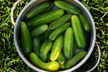 freshly picked cucumbers in basket