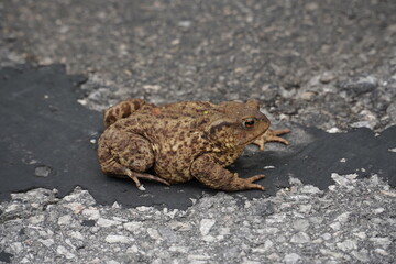 The toad Bufo bufo is a species within the toad family Bufonidae. Wild animal dangerously crossing a country road near the town of Schladming, Styria, Austria, Europe.
