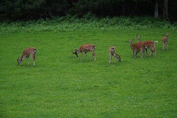 The fallow deer (Dama dama) is a medium-sized deer. The males are characterized by their shovel-like antlers and their often spotted summer coat. Styria, Austria, Europe.