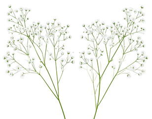 Minimalist Vector Clipart of Two Long Gypsophila Stems with Tiny Flowers, Transparent PNG
