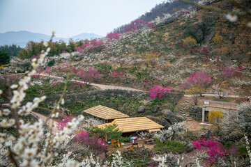 광양매화마을