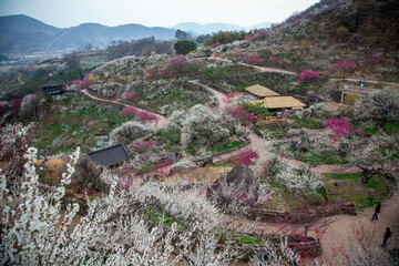 광양매화마을