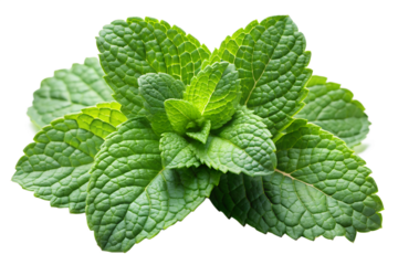 Fresh green mint leaves isolated on transparent background, showcasing their vibrant color and aromatic appeal, perfect for culinary use