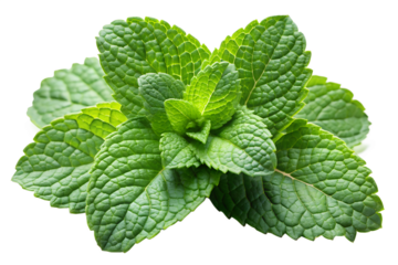 Aromatic green mint leaves isolated on transparent background, highlighting their fresh texture and vibrant color, perfect for culinary creations