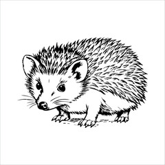 A detailed illustration of a hedgehog with spiky fur and a small face. The hedgehog is depicted in a natural pose, showcasing its distinctive features.
