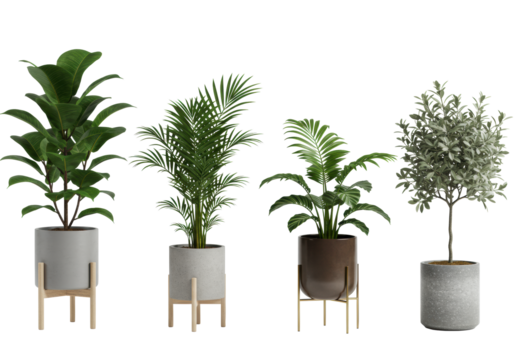Diverse collection of five healthy potted indoor plants including Ficus lyrata, two slender palms, Calathea, and miniature olive tree, isolated on a seamless transparent background, concept of - Powered by Adobe