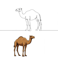 Fototapeta premium Artistic camel graphic showcases two styles of dromedary art, one is continuous line art, and the other is a fully colored camel design.