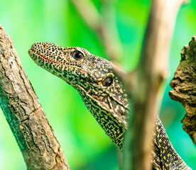 green lizard on a tree