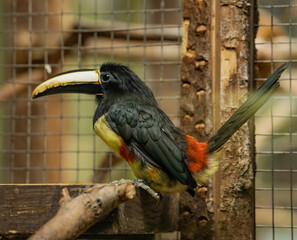 yellow billed toucan