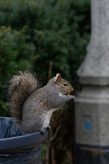 squirrel eating out of a trash can in a park