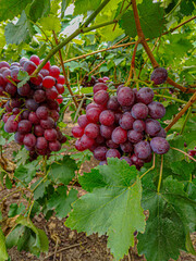 Bunch of Grapes Growing on the Vine in Natural Light
