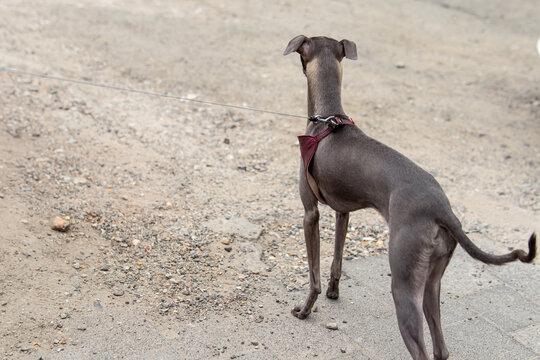 Grey levrette in a leather harness on street. Natural. Free space for text. View from the back