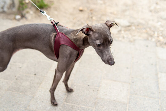 Grey levrette in a leather harness on street. Natural