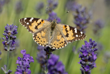 Painted Lady (Vanessa cardui) butterfly perched on lavender in Zurich, Switzerland