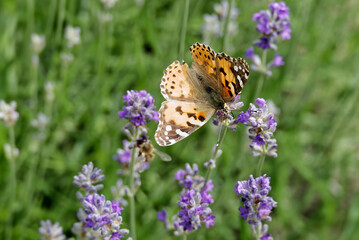 Painted Lady (Vanessa cardui) butterfly perched on lavender in Zurich, Switzerland