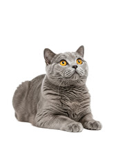 A young adult blue-gray British Shorthair cat with fluffy fur and bright orange-yellow eyes, lying relaxed on a seamless transparent studio background with controlled lighting and copy space, looking