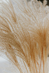 Warm wheat on beige background. Elegant home interior. Rye stems in warm light. Boho lifestyle. Floral decor with copy space. Neutral color design. Beige monochrome. Warm beige minimalism.