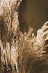 Warm wheat on beige background. Elegant home interior. Rye stems in warm light. Boho lifestyle. Floral decor with copy space. Neutral color design. Beige monochrome. Warm beige minimalism.