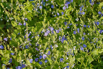 Veronica dubravnaya is a wild meadow grass with sky-blue flowers.