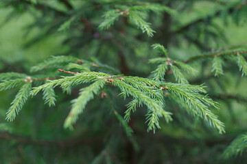A fir tree with young green shoots. Nature.