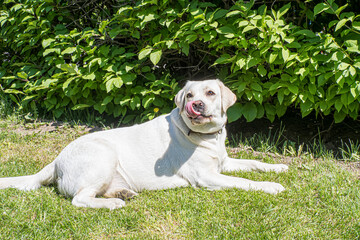 Dog. Portrait of the adorable blond Labrador Retriever. Pets.