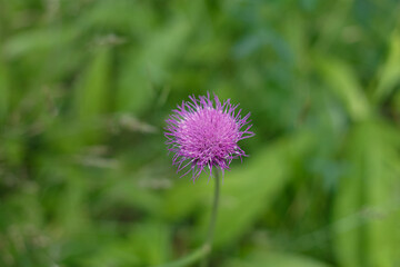 Thistle is a herbaceous perennial flowering plant belonging to the Asteraceae family.