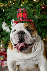 Dog. An English bulldog. A smiling funny dog at the Christmas tree. Holidays and events. Christmas