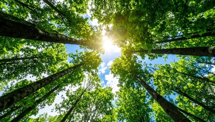 Lush forest canopy, sunlight piercing through
