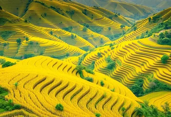 Foto auf Acrylglas Reisfelder Golden rice terraces cascading down lush green hills in Tu Le, Yen Bai, Vietnam, high resolution, sunset  © napaporn