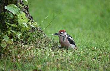 Buntspecht sucht Futter im Gras 