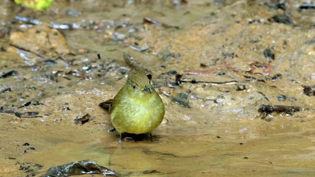 Cachar bulbul (Iole cacharensis) seen at Dosdewa in Karimganj, Assam, India