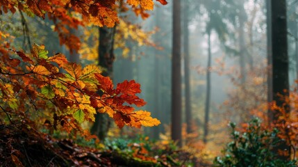 Naklejka premium leaves in autumn forest, no logos, no brands