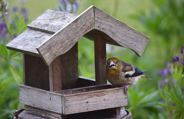 Naklejka premium junger Kernbeißer frisst Sonnenblumenkerne am Vogelhaus