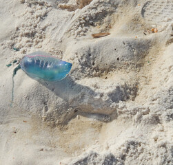 Portuguese Man-O-War on Florida Beach. Close-up of a Portuguese Man O War washed up on a Johnson Beach, Florida. With trailing tentacles, it resembles a jellyfish, but is actually a siphonophore.
