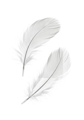Fototapeta premium Two to three transparent feathers, perfectly formed, showing delicate barbs and fluffy filoplumes, gently suspended against a seamless transparent studio backdrop with soft shadows, macro