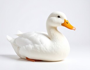 White duck profile (2)