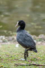 Paris, France - 06 28 2025: Park Buttes Chaumont. Detail view of a coot near the lake