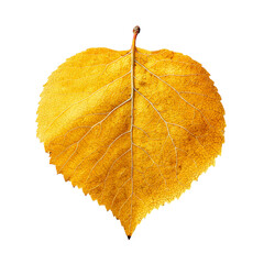 A golden yellow aspen leaf with fine veins, isolated on white background, clean cut-out, studio lighting