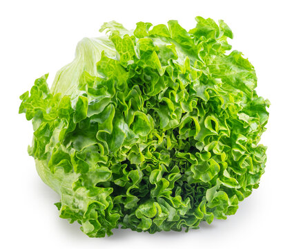 Wavy ruffled leaves of Batavia lettuce on white background. File contains clipping path.