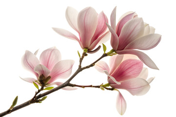 Fototapeta premium Delicate pink and white magnolia blossoms on a branch isolated on transparent background