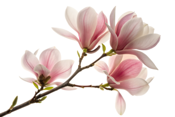 Delicate pink and white magnolia blossoms on a branch isolated on transparent background