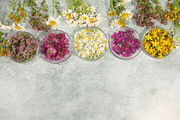 Medicinal herbs and their flower petals in glass cups for infusions or tea, concept of alternative folk medicine, advertisement of a green pharmacy, collection of useful herbs for treatment according