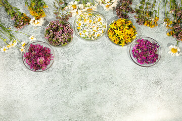Medicinal herbs and their flower petals in glass cups for infusions or tea, concept of alternative folk medicine, advertisement of a green pharmacy, collection of useful herbs for treatment according