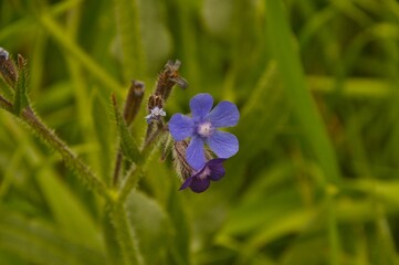 Lengua de buey (Anchusa azurea)