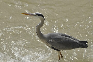 Garza real (Ardea cinere)