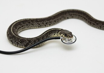 Obraz premium Garter Snake Interacting with a Stethoscope on a Clean White Background.