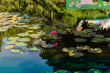 Floating lotus flowers in tranquil blue-green lake.