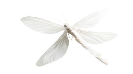 White ribbon fly on white background