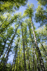 Green birch trees reaching blue sky