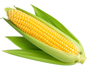 Top View of Fresh Corn on the Cob, isolated on a transparent background